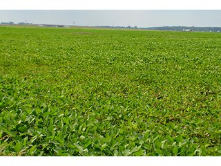 Property photo 14 - LAND AUCTION - 80+/- Acres offered in 1 Tract in Allen County